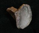 Unworn Triceratops Tooth Crown - #4474-2